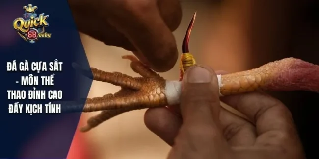 Đá gà cựa sắt